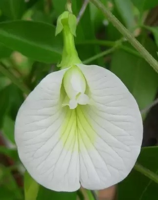 Clitoria Ternatea Plant (White) - Sangu Poo