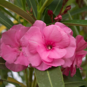 Nerium oleander Pink Double
