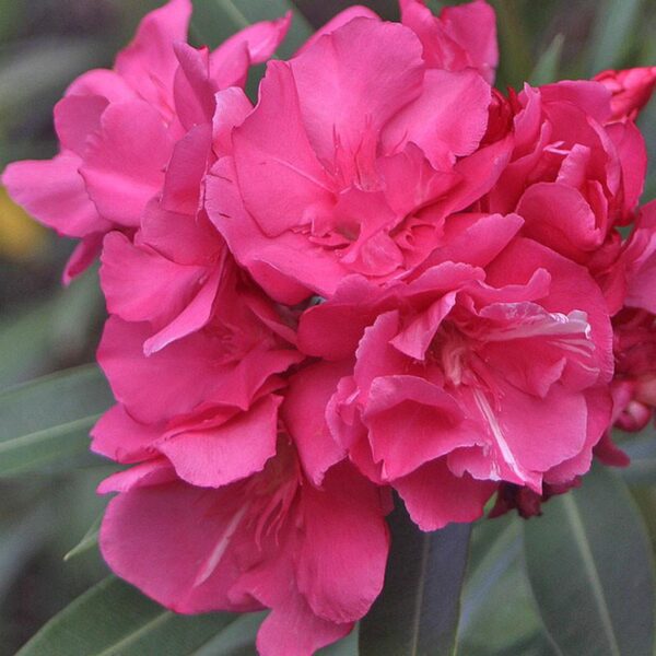 Nerium oleander Red Double Plant