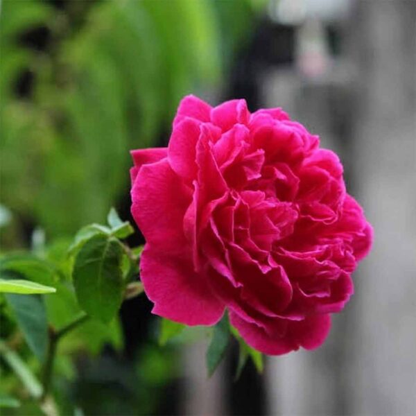 Pinkish Red Rose