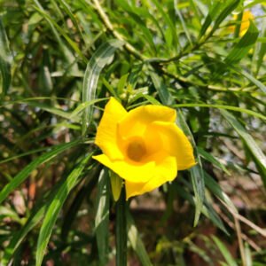 Nerium oleander Yellow