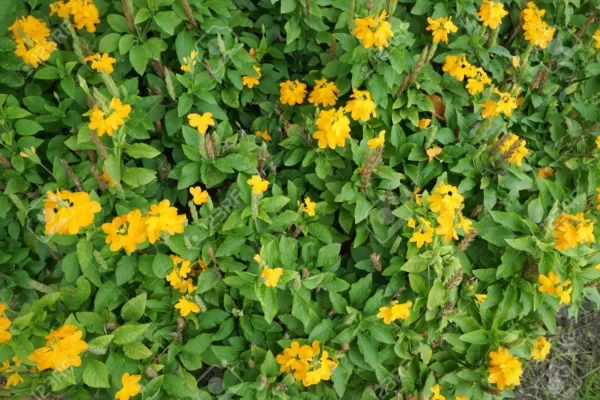 Crossandra Yellow ( Kanakambaram)