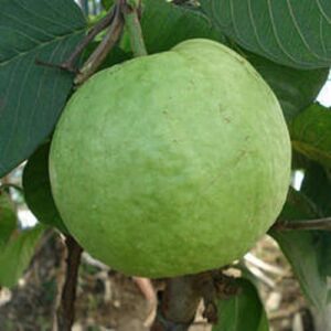 Allahabad Safeda Guava plant