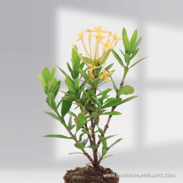 Mini Ixora Sandal flower Plant
