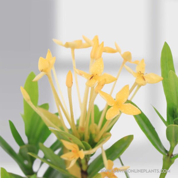 Mini Ixora Sandal flower Plant