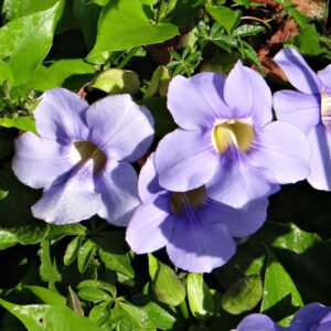 Thunbergia Grandiflora Blue