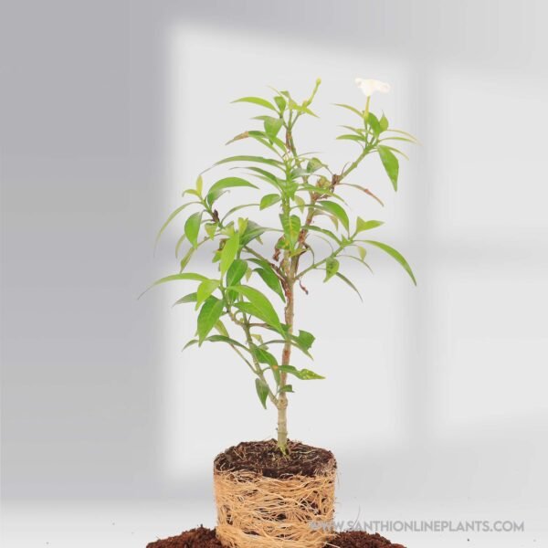 Crape Jasmine mini ( NanthiyaVattai )