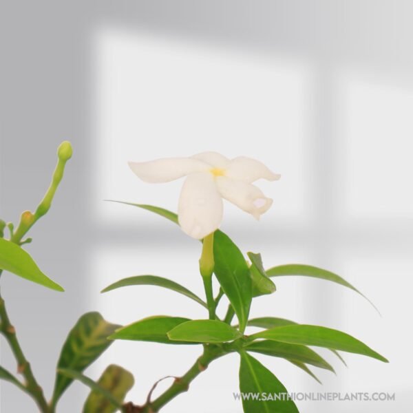 Crape Jasmine mini ( NanthiyaVattai )