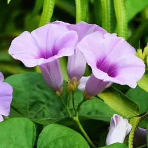 Elephant Creeper plant