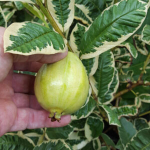 Variegated Guava plant