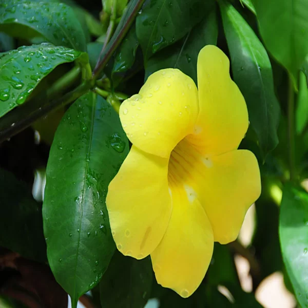 Allamanda yellow hybrid