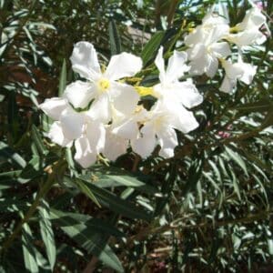 Nerium Oleander Plant White