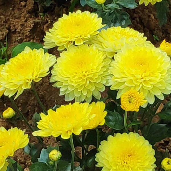 Sevanthi paper yellow-Chrysanthemum