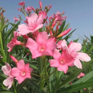 Nerium oleander Pink