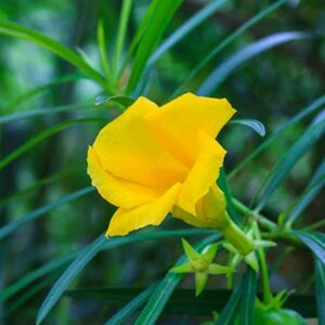 Nerium oleander mini yellow