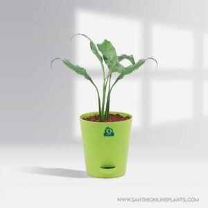 Peace Lily-Spathiphyllum Pot plant