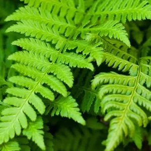 Fern Plant