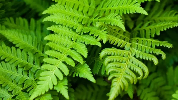 Fern Plant