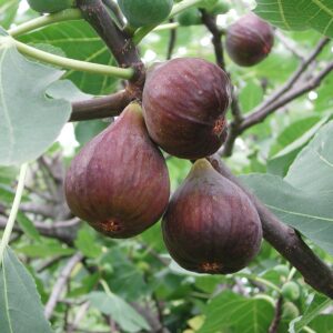 Fig (Aththi) Plant