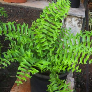 Fish Tail Fern Plant