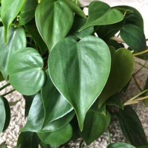 Heart Leaf Philodendron