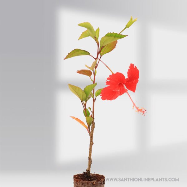 Hibiscus Red Design plant