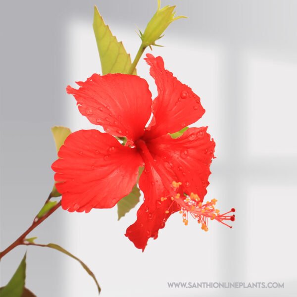 Hibiscus Red Design plant