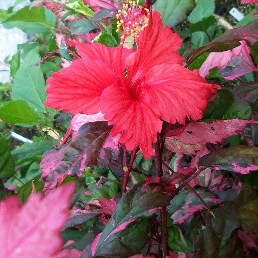 Hibiscus Red Variegated