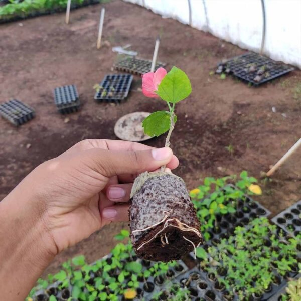 Hibiscus Vaishnavi