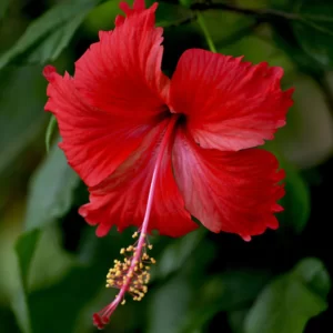 Hibiscus red design
