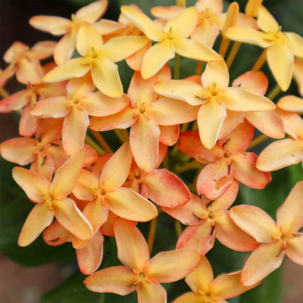 ixora sandal plant