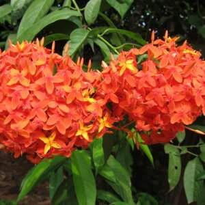 Singapuri ixora orange