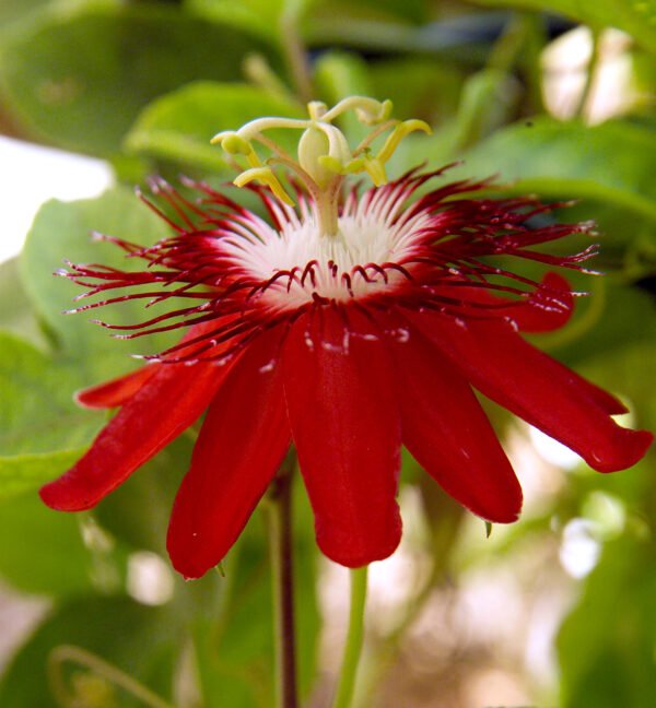 Passion Flowers Red