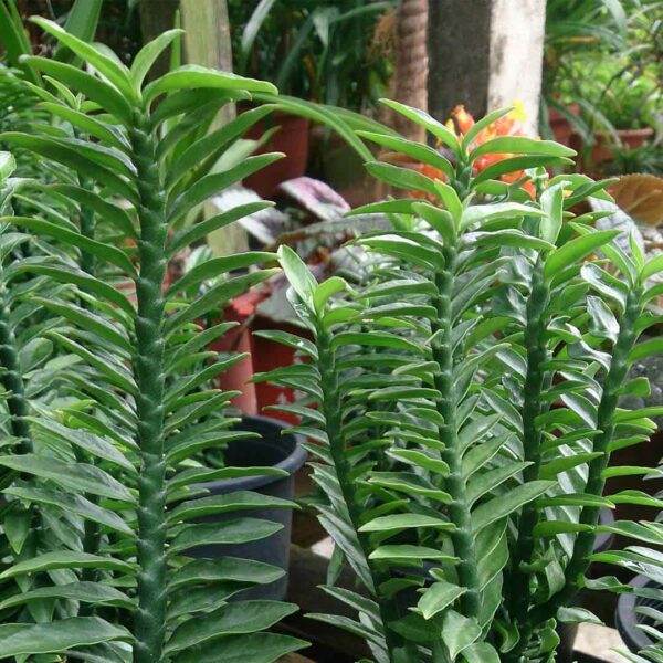 Pedilanthus Tithymaloides- ZigZag plant