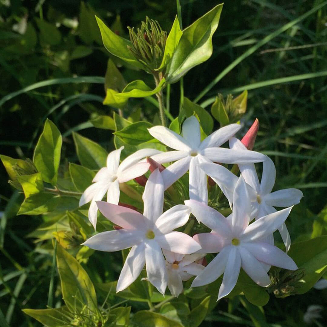 Star Jasmine (Colour Kagattan) - Santhi Online Plants Nursery