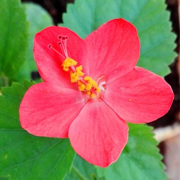 Hibiscus vaishnavi
