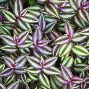 Zebrina Pendula Color Plant