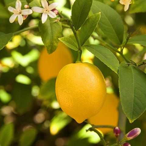 Balaji Lemon Plant - Santhi Online Plants Nursery - Online plants store