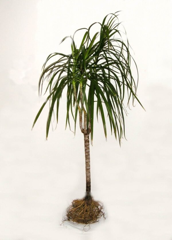 Dracaena Cambodiana