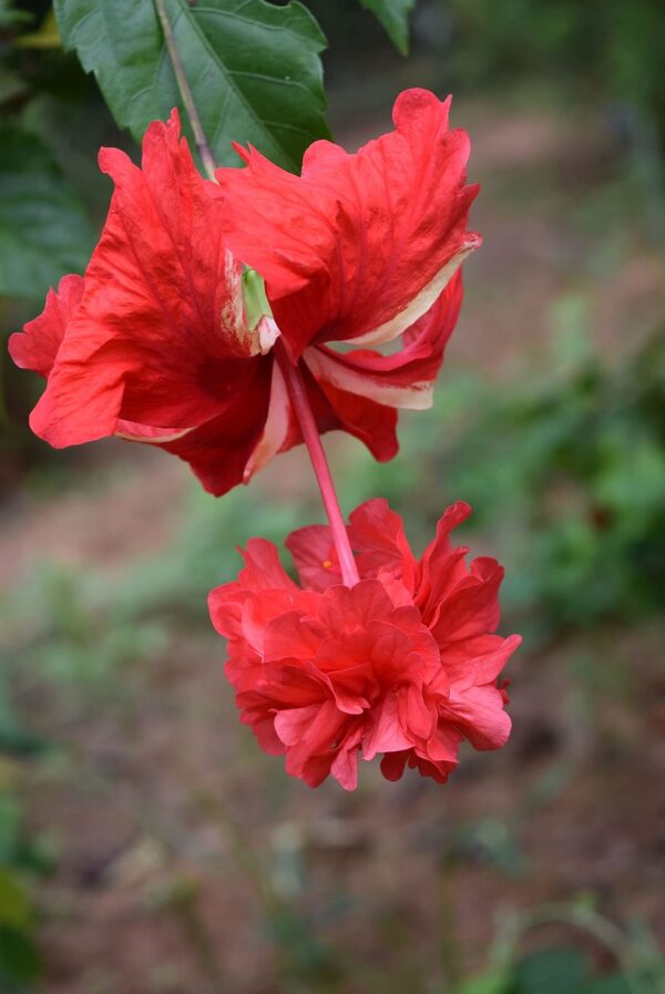 Hibiscus Red Two in One color