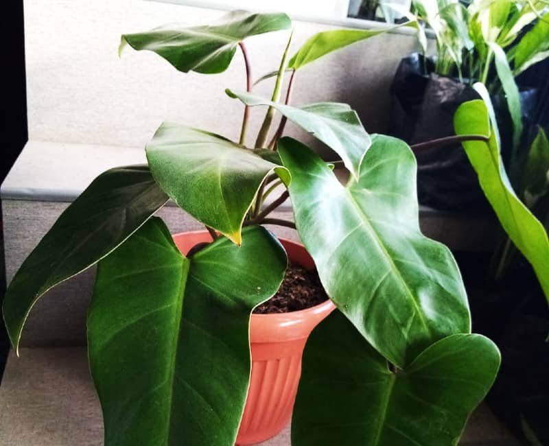 Philodendron erubescense plant - Santhi Online Plants Nursery