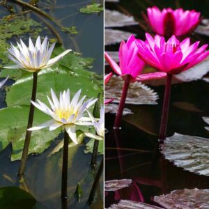 2 White and 2 Pink lily plants (Water lily)