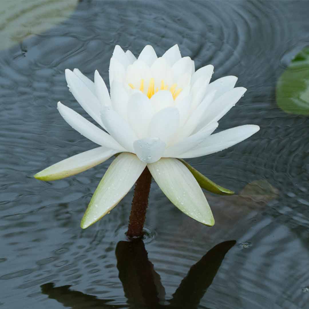 3 white-lily-plant (water lily) - Santhi Online Plants Nursery