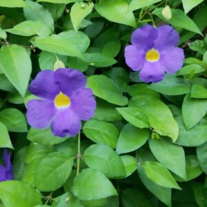 Bush clock vine mini