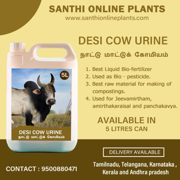 Desi cow urine (Komiyam)