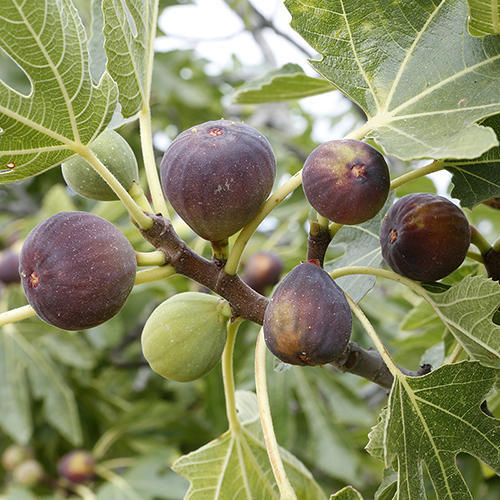 Fig (Aththi)