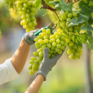 Green Grapes Plant