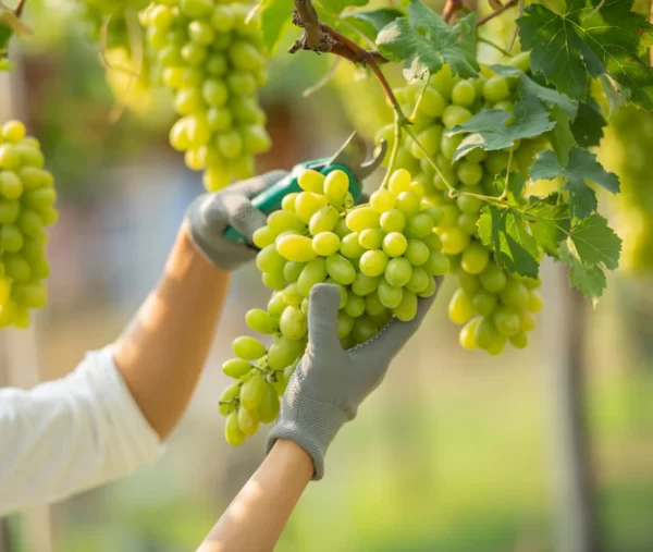 Green Grapes Plant