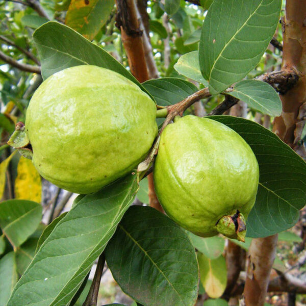 L49 White Guava