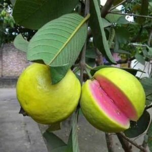 Lalit guava